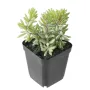 crassula artificiel EN POT 16 cm