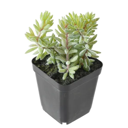 crassula artificiel EN POT 16 cm