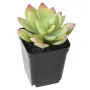 chou artificiel EN POT 16 cm