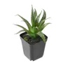agave artificielle EN POT 16 cm
