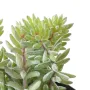 crassula artificiel EN POT 16 cm - détails