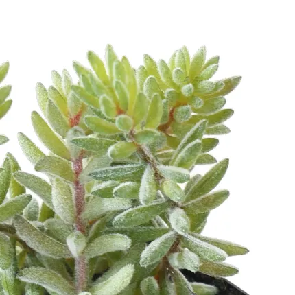 crassula artificiel EN POT 16 cm - détails