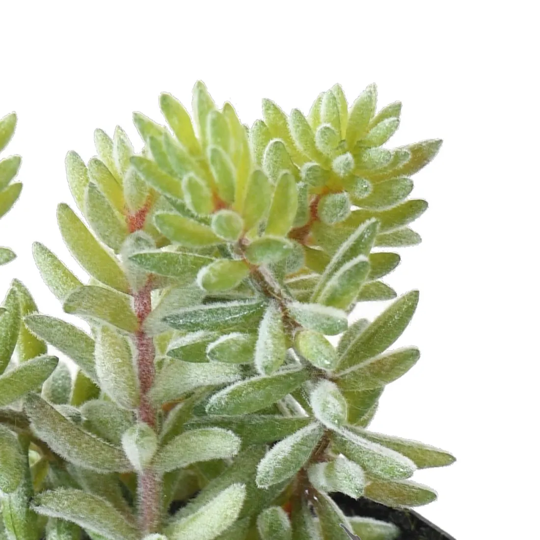 crassula artificiel EN POT 16 cm - détails