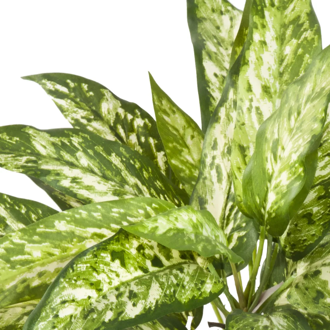 AGLAONEMA artificiel 40 cm - détails feuilles