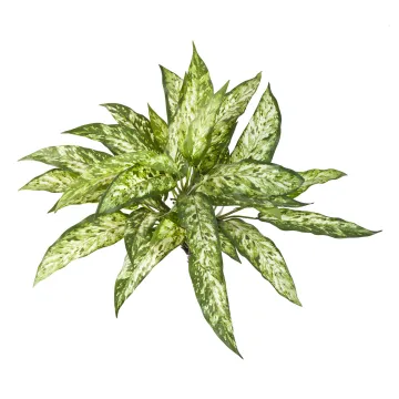 AGLAONEMA artificiel 40 cm