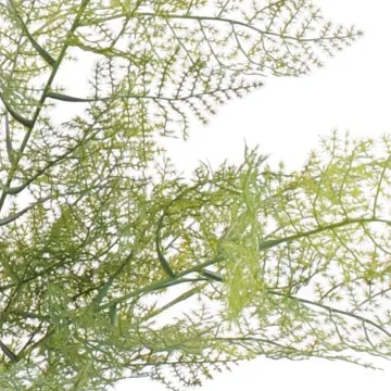 ASPARAGUS artificiel 50 cm - détails feuilles