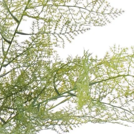 ASPARAGUS artificiel 50 cm - détails feuilles