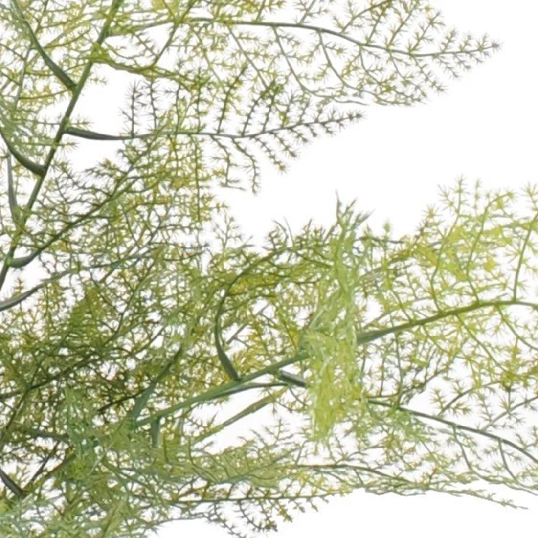 ASPARAGUS artificiel 50 cm - détails feuilles