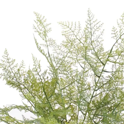 ASPARAGUS artificiel 50 cm - détail feuillage