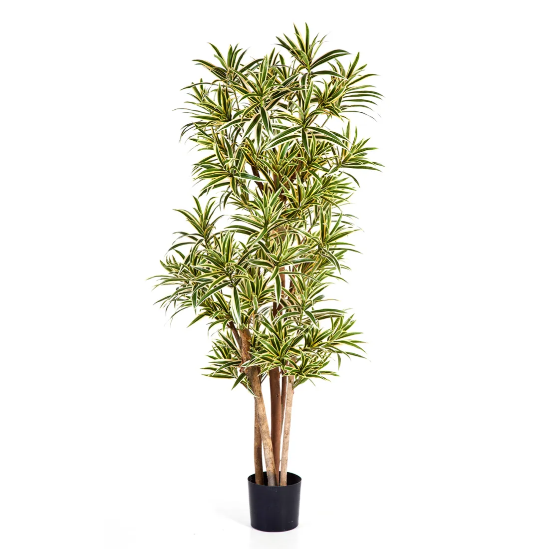 Dracena artificiel (ou DRACAENA) Reflexa new 150 ou 180 cm ANTI FEU vert crème