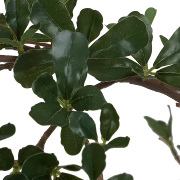 BUCIDA Buceras artificiel 175 cm - feuilles