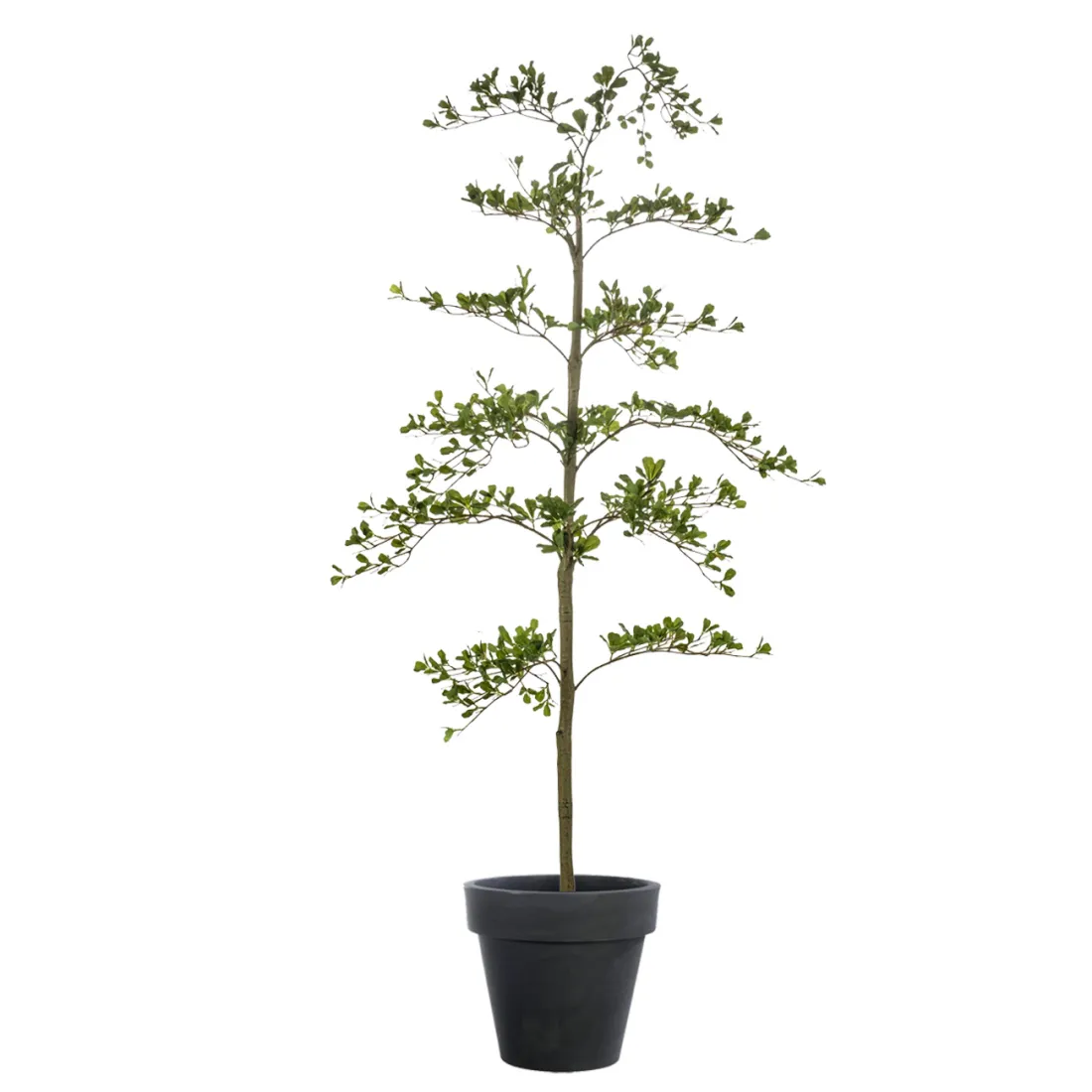 BUCIDA Buceras artificiel 175 cm - dans un pot de présentation