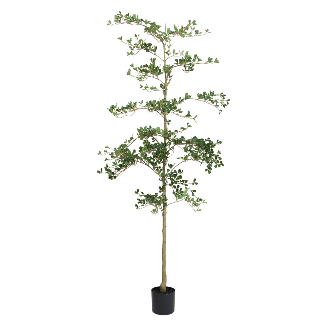 BUCIDA Buceras artificiel 210 cm