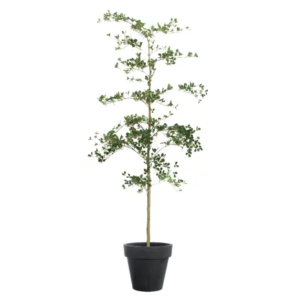 BUCIDA Buceras artificiel 210 cm - dans un pot de présentation