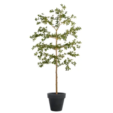 BUCIDA Buceras artificiel luxe 210 cm - dans un pot de présentation