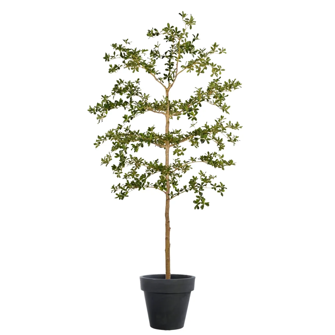 BUCIDA Buceras artificiel luxe 210 cm - dans un pot de présentation