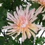 Chrysanthème TOKYO artificiel rose en pot 60 cm - fleur détail