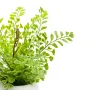 mini FOUGERE artificielle 17 cm en pot - fougère Capillaire - détails feuilles