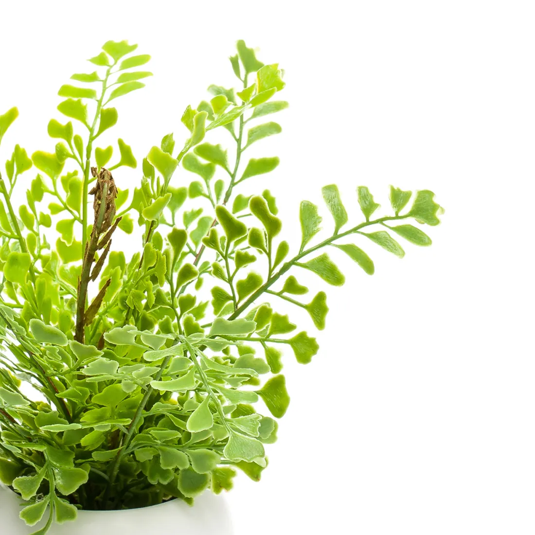 mini FOUGERE artificielle 17 cm en pot - fougère Capillaire - détails feuilles