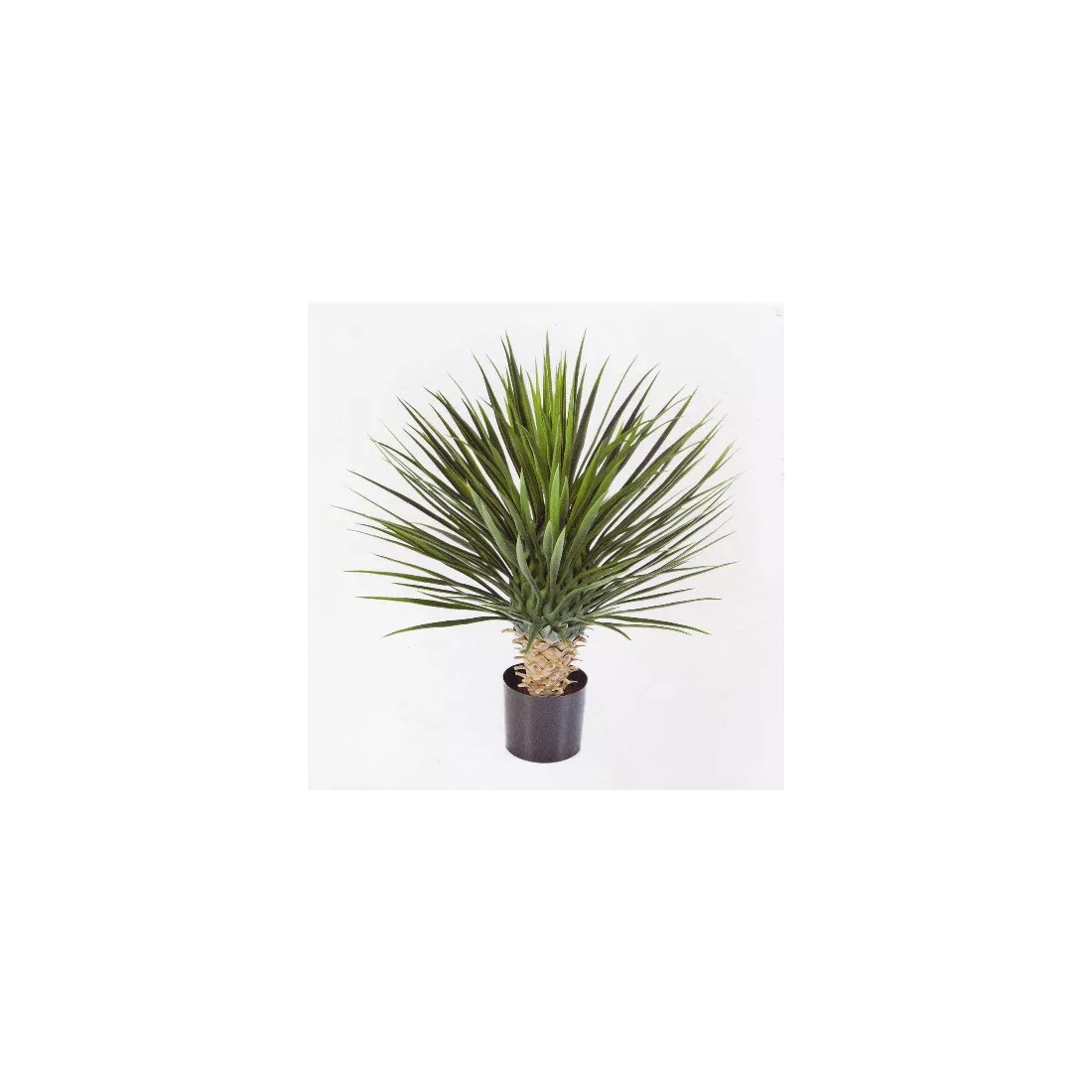 Yucca Rostrata 175 cm, Stamm 42 cm Im Pflanzkübel 80 cm
