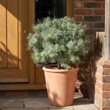 ARMOISE artificielle boule ( Crossostephium ) diam 60 cm