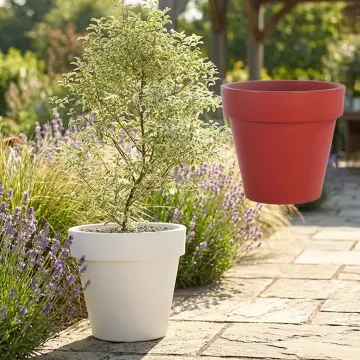 mise en situation classico prima 2 couleurs