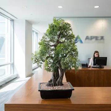 BONSAI artificiel ARALIA 80 cm sur une banque d'accueil
