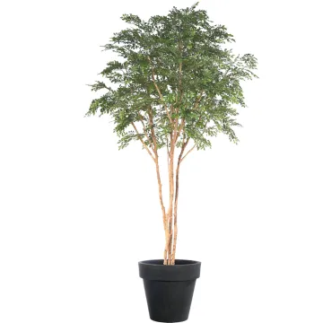 BUCIDA artificiel 330 cm  ANTI FEU