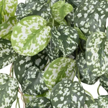 SCINDAPSUS artificiel 75 cm ANTI FEU - détails feuilles