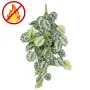 SCINDAPSUS artificiel 75 cm ANTI FEU
