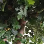 CHENE N géant artificiel 340 à 620 cm feuilles et tronc