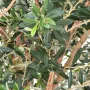 OLIVIER artificiel NEW géant 240 cm (olive noire) ANTI FEU - détails feuilles