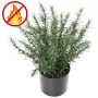 ROMARIN artificiel en pot 35 cm ignifugé et anti uv
