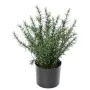ROMARIN artificiel en pot 35 cm ANTI FEU - de face