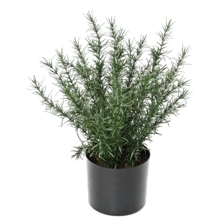 ROMARIN artificiel en pot 35 cm ANTI FEU - de face