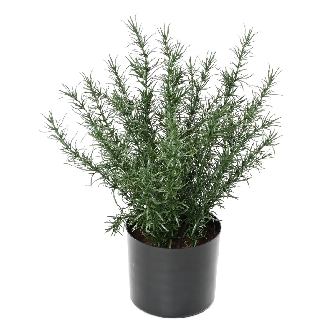 ROMARIN artificiel en pot 35 cm ANTI FEU - de face