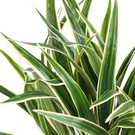 CHLOROPHYTUM artificiel 40 cm ANTI FEU - détails feuilles