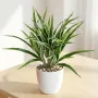 CHLOROPHYTUM artificiel 40 cm ANTI FEU - en situation