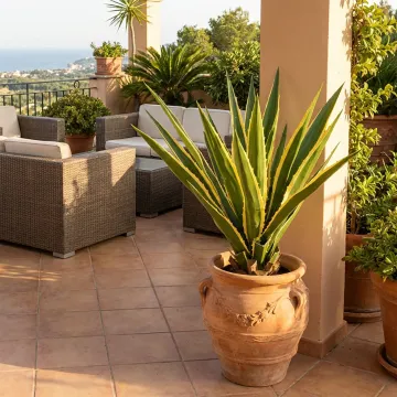 AGAVE FURCRAEA artificielle 80 et 110 cm