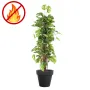 PHILODENDRON artificiel Monstera tuteur coco 180 cm ignifugé