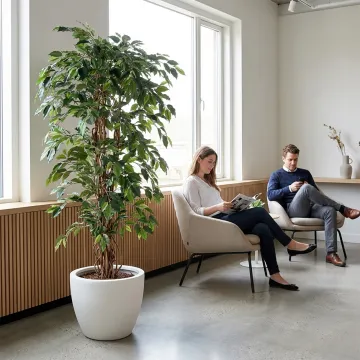 FICUS artificiel benjamina  LIANES Grandes Feuilles  . . . . . 180 cm ANTI FEU