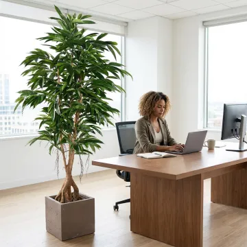 FICUS  artificiel LONGIFOLIA  racine 180 ou 210 cm