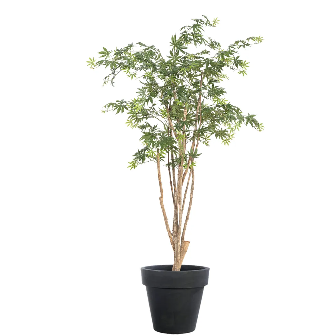 ERABLE artificiel tronc sauvage (Aralia)  180 et 240 cm