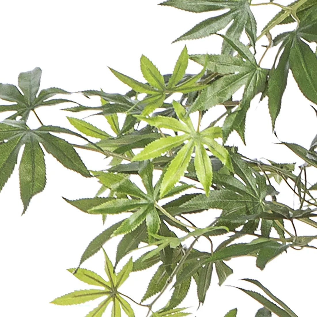 ERABLE artificiel tronc sauvage (Aralia)  180 et 240 cm