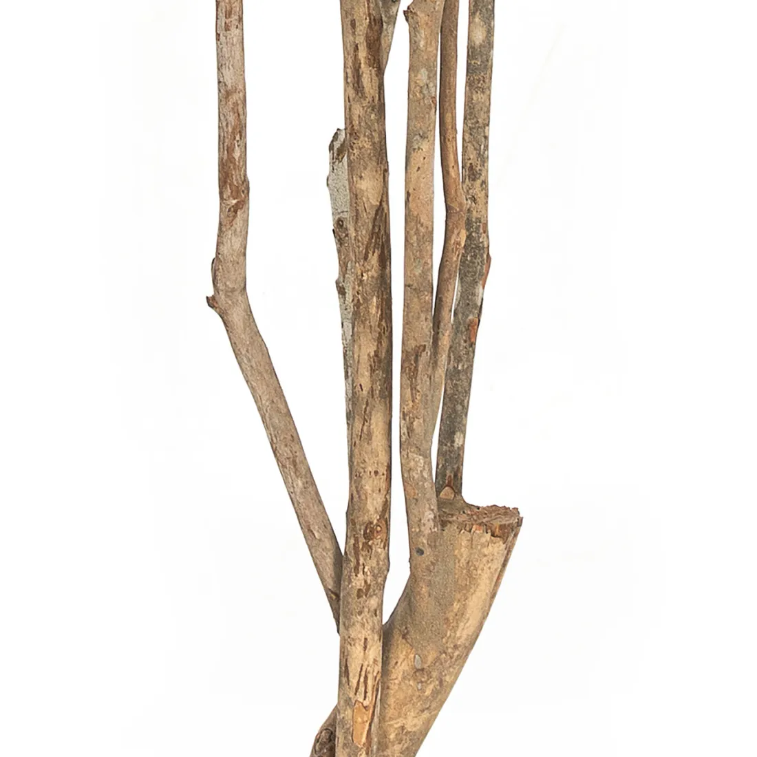 ERABLE artificiel tronc sauvage (Aralia)  180 et 240 cm