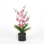 orchidée  oncidium