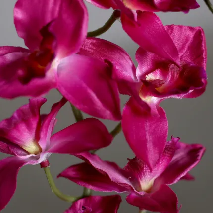 orchidée cattleya  - fleurs
