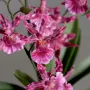 orchidée  oncidium - fleurs détails