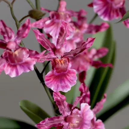 orchidée  oncidium - fleurs détails