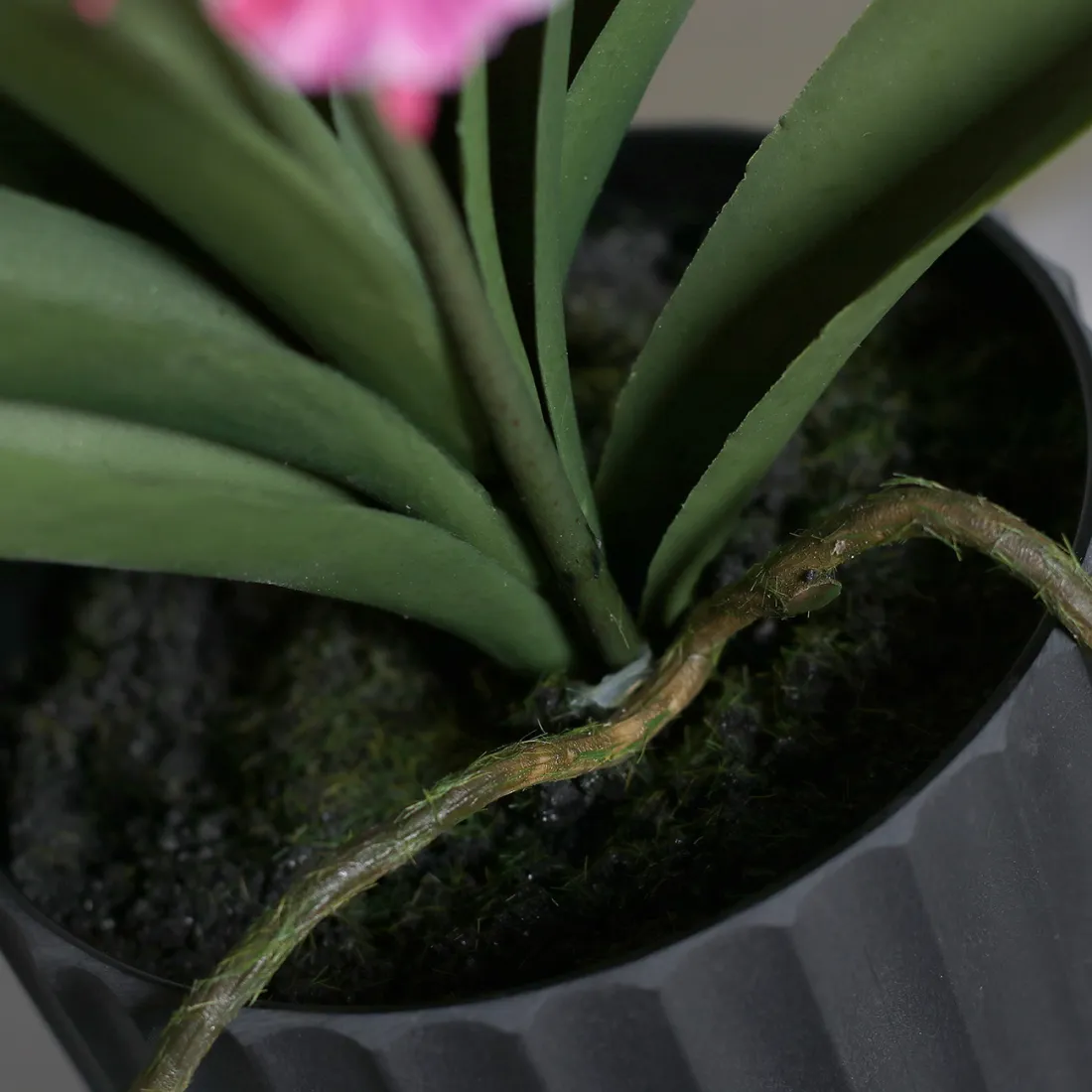 orchidée base du pot